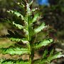 Indian Warrior (Pedicularis densiflora): You are not looking at a fern. The leaf on the Indian Warrior can certainly fool a person though.
